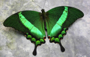 Ефект зеленого метелика: Розкрийте силу прояву