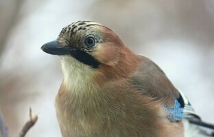 як називається рух коли люди фотографують пташок? Birdwatching в Україні